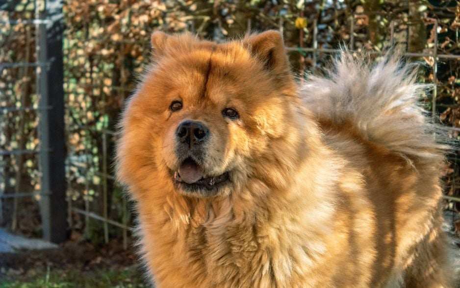 Chow Chow là giống chó đặc trưng của Trung Quốc